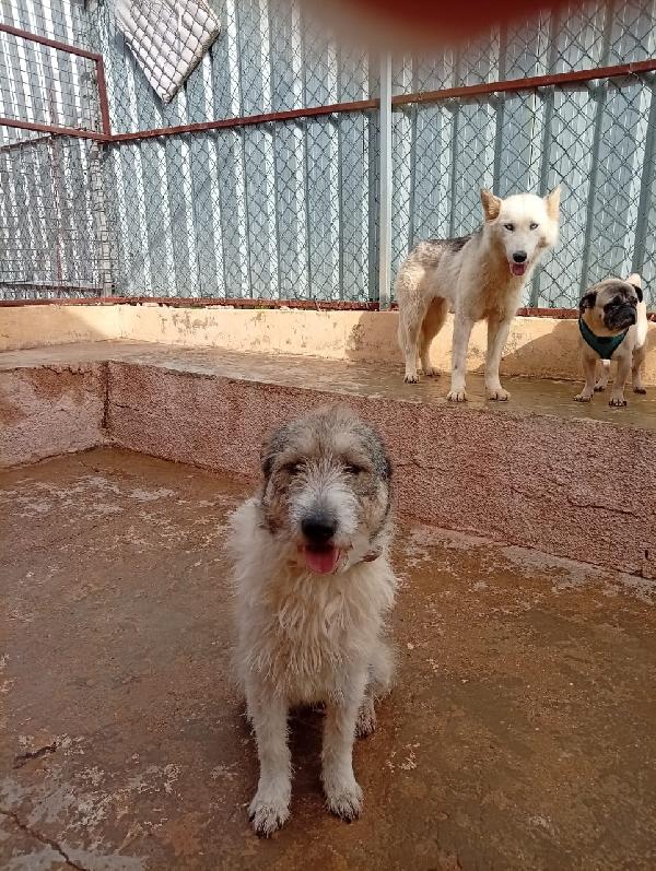 Misty, una giocherellona spettinata Foto 4